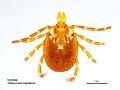 Amblyomma triguttatum female.jpg