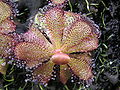 Drosera hamiltonii 2 Darwiniana.jpg