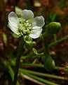 Drosera intermedia flower Darwiniana.jpg