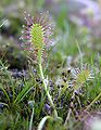 Drosera anglica Darwiniana.jpg