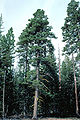 Abies concolor tree.jpg