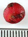 Drosera menziesii tuber Darwiniana.jpg