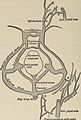 Nervous and mental diseases (1919) (14758587686).jpg