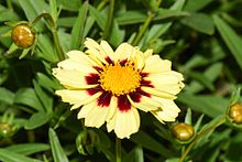 Coreopsis tinctoria cultivar Uptick Cream and Red 9.JPG