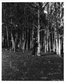 Forest Ranger posting mile sign-Oregon-1913.jpg