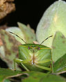 Acrosternum hilare 1366042.jpg