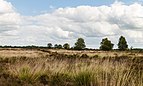 Balloërveld, natuurgebied in Drenthe 012.jpg