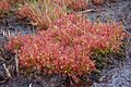 Drosera intermedia Darwiniana.jpg