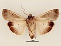 Agrotis infusa female ventral.jpg