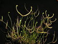 Drosera binata Darwiniana.jpg