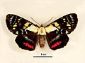 Agarista agricola female dorsal.jpg