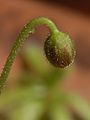 Drosera cistiflora flower bud Darwiniana.jpg