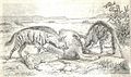Heubach hyena.jpg