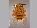 Amegilla bombiformis female.jpg