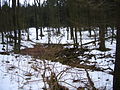 2010-02 Wittekindsweg Nonnenstein-Heidbrink 082.jpg