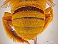 Amegilla (Asaropoda) bombiformis Metasoma - female.jpg