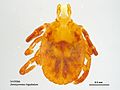 Amblyomma triguttatum female nymph.jpg