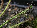 Drosera x hybrida Darwiniana.jpg