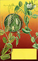 Acyrthosiphon pisum 5006053.jpg