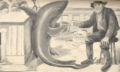 ShagEyeShark.jpg