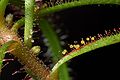 Drosera hartmeyerorum 2 Darwiniana.jpg