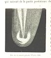 Image taken from page 370 of 'L'Espace céleste et la nature tropicale, description physique de l'univers ... préface de M. Babinet, dessins de Yan' Dargent' (11051121625).jpg