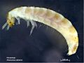 Ahasverus advena larva.jpg
