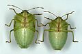 Acrosternum hilare 2134082.jpg