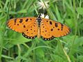 Acraea violae 5391535.jpg