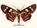 Agarista agricola male dorsal.jpg
