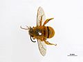 Amegilla bombiformis male.jpg