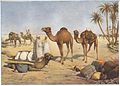 Heubach dromedary.jpg