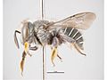 Afranthidium repetitum f.jpg