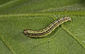 Acrobasis tumidana 5410914.jpg