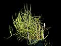 Drosera indica Darwiniana.jpg