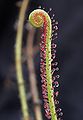 Drosera filiformis leaf Darwiniana.jpg