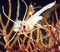 Acentria ephemerella 0002003 Crop.jpg
