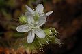 Drosera roseana flower Darwiniana.jpg