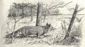 Heubach fox.jpg