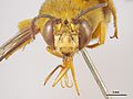 Amegilla (Asaropoda) bombiformis Head Front Image - Male.jpg