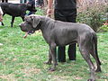 000072 - Perro (1239614698).jpg