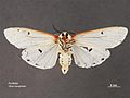 Aloa marginata ventral.jpg