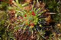 Drosera sargentii Darwiniana.jpg