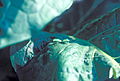Acrosternum hilare 1389055.jpg