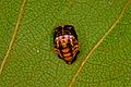 Adalia bipunctata 1475003.jpg