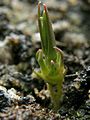 Drosera auriculata Darwiniana.jpg