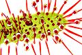 Drosera capensis leaf detail Darwiniana.jpg