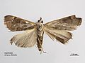 Achyra affinitalis ventral.jpg