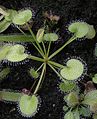 Drosera prolifera Darwiniana.jpg
