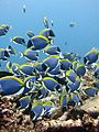 Feeding shoal blue tang.jpg